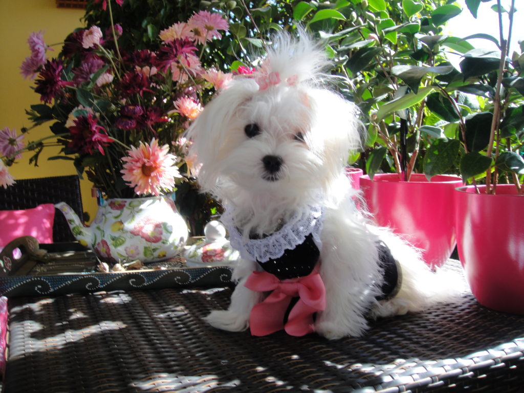 Maltese