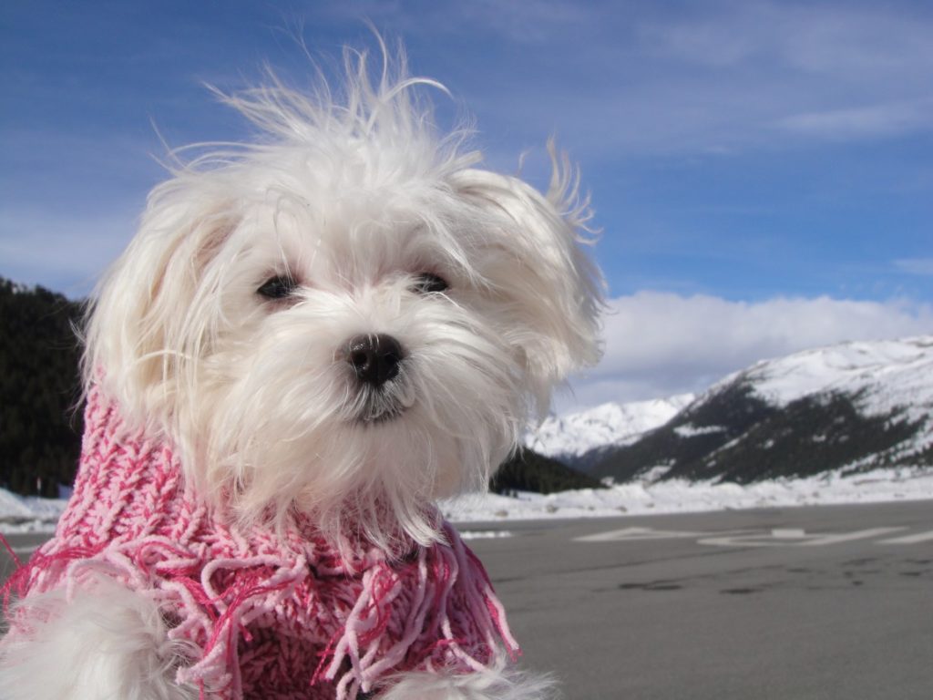 Maltese
