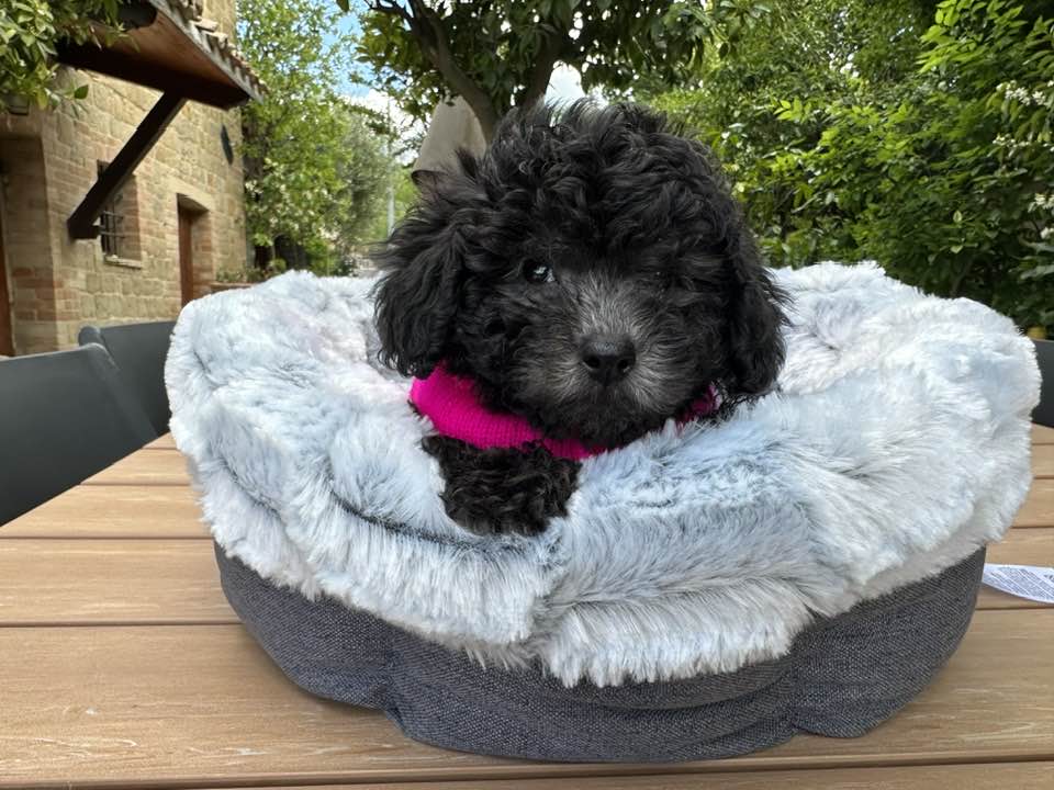 Maltipoo