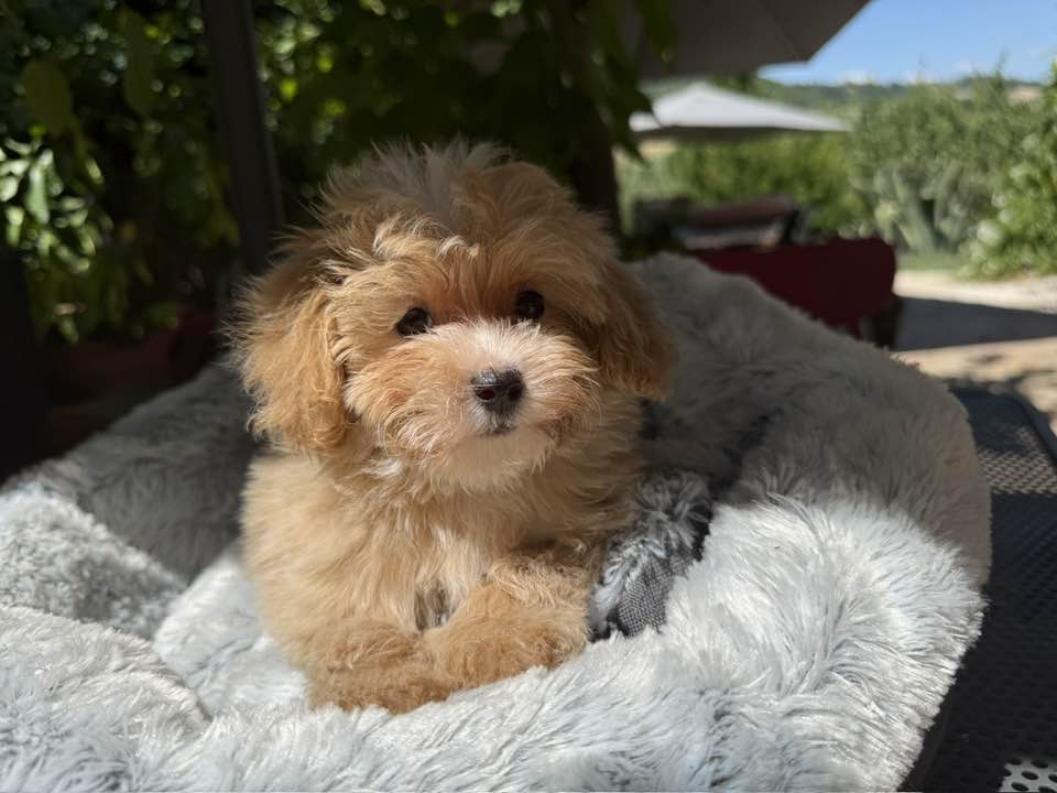 Maltipoo